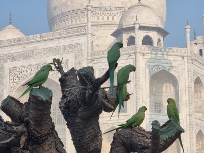 Inde - Sri Lanka — étape 6 : Monkey's temple - Abhaneri - Agra