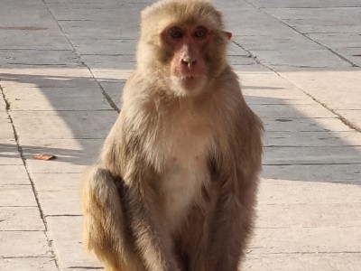 Inde - Sri Lanka — étape 6 : Monkey's temple - Abhaneri - Agra