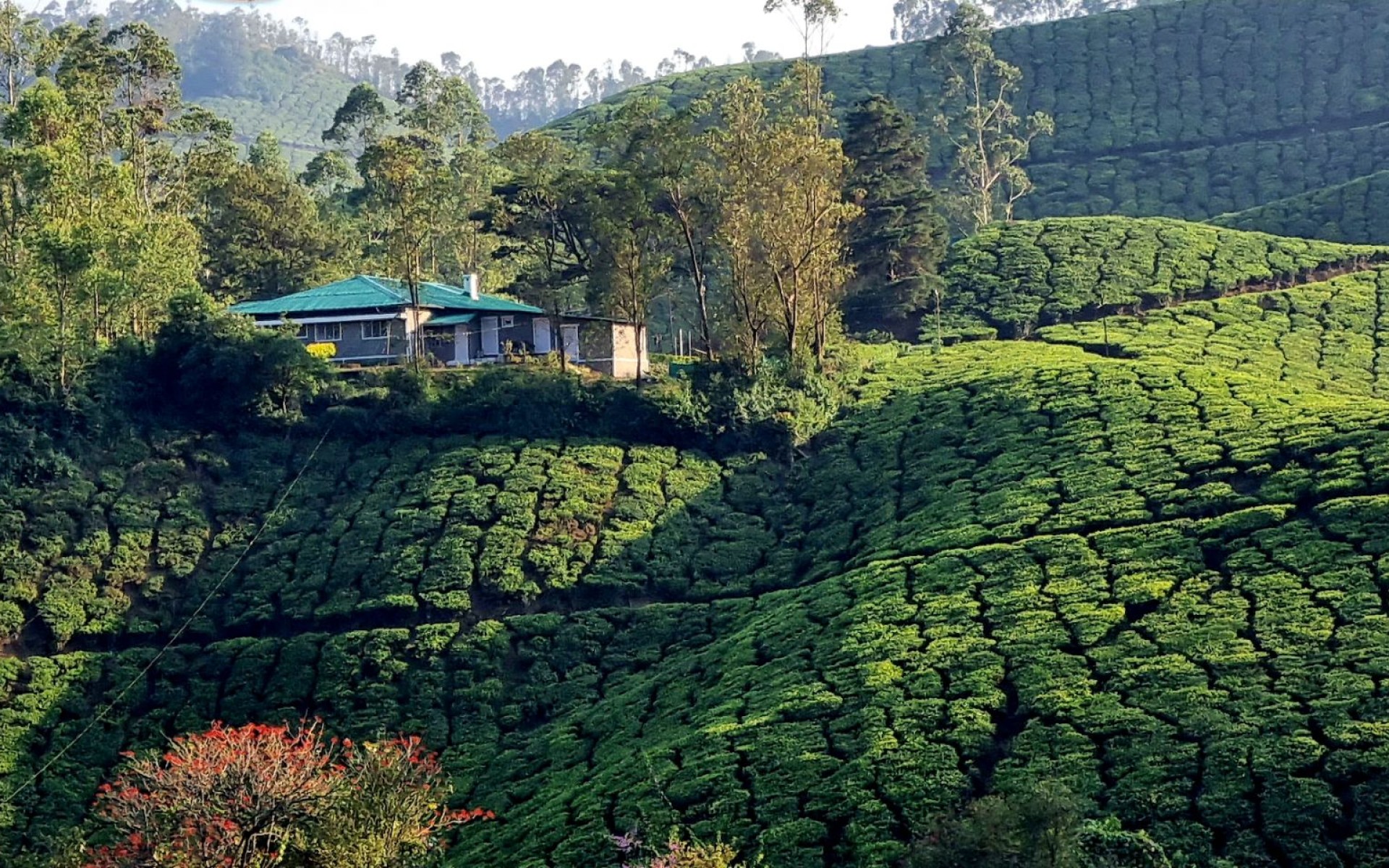 Inde - Sri Lanka — étape 9 : Munnar - Alleppey