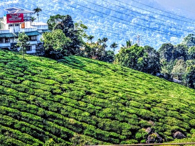 Inde - Sri Lanka — étape 9 : Munnar - Alleppey