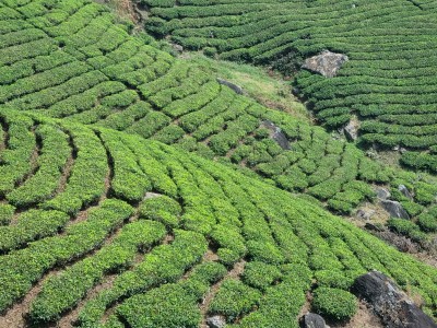 Inde - Sri Lanka — étape 9 : Munnar - Alleppey