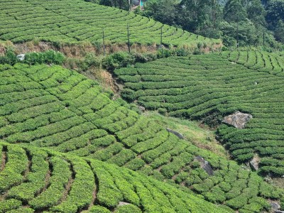 Inde - Sri Lanka — étape 9 : Munnar - Alleppey