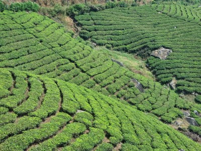 Inde - Sri Lanka — étape 9 : Munnar - Alleppey