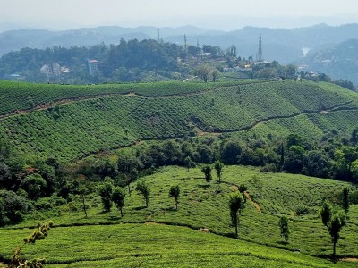 Inde - Sri Lanka — étape 9 : Munnar - Alleppey