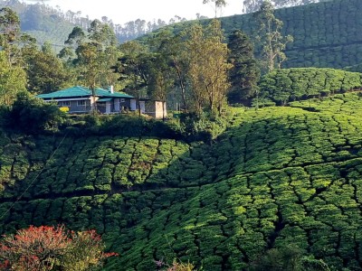 Inde - Sri Lanka — étape 9 : Munnar - Alleppey