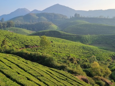 Inde - Sri Lanka — étape 9 : Munnar - Alleppey