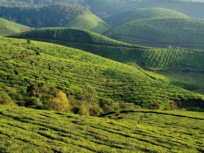 Inde - Sri Lanka — étape 9 : Munnar - Alleppey