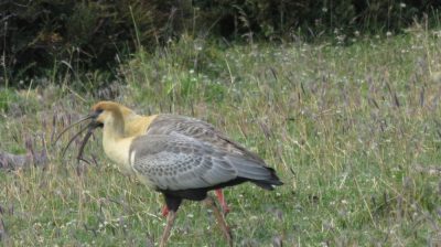 Patagonie — étape 10 : El Chalten