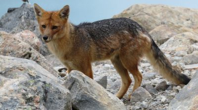 Patagonie — étape 10 : El Chalten