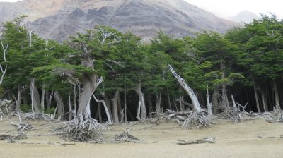 Patagonie — étape 10 : El Chalten
