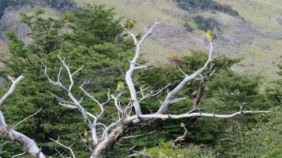 Patagonie — étape 10 : El Chalten