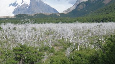 Patagonie — étape 10 : El Chalten