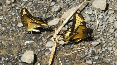 Patagonie — étape 12 : Iguazu Argentina