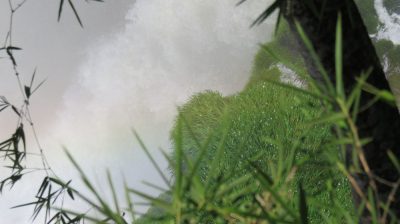 Patagonie — étape 12 : Iguazu Argentina
