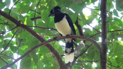Patagonie — étape 12 : Iguazu Argentina