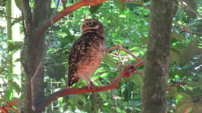 Patagonie — étape 14 : Parque das Aves