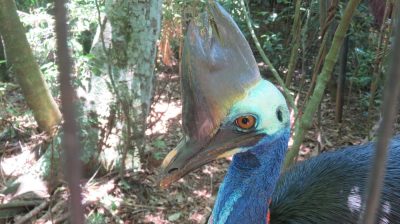 Patagonie — étape 14 : Parque das Aves