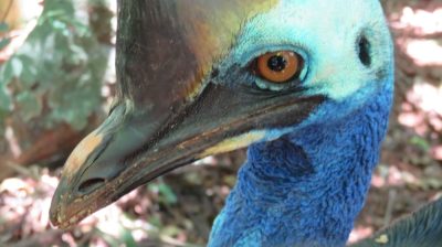 Patagonie — étape 14 : Parque das Aves