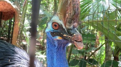 Patagonie — étape 14 : Parque das Aves