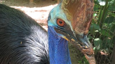 Patagonie — étape 14 : Parque das Aves