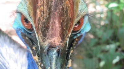 Patagonie — étape 14 : Parque das Aves
