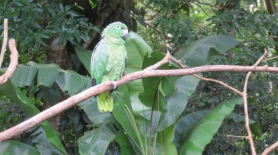 Patagonie — étape 14 : Parque das Aves