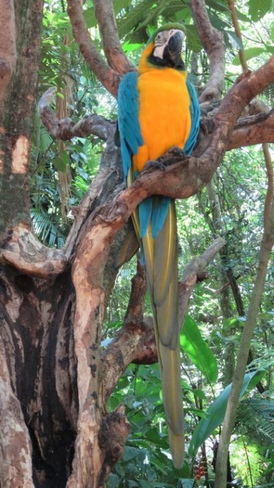 Patagonie — étape 14 : Parque das Aves