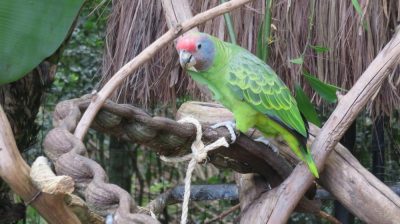 Patagonie — étape 14 : Parque das Aves