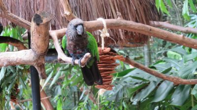 Patagonie — étape 14 : Parque das Aves