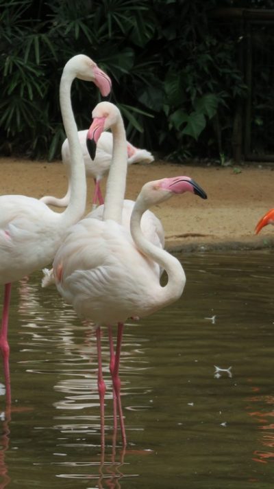 Patagonie — étape 14 : Parque das Aves
