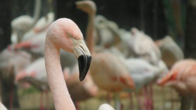 Patagonie — étape 14 : Parque das Aves