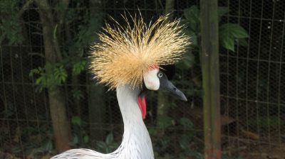 Patagonie — étape 14 : Parque das Aves