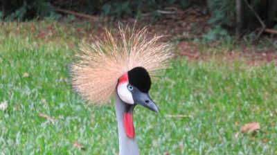 Patagonie — étape 14 : Parque das Aves