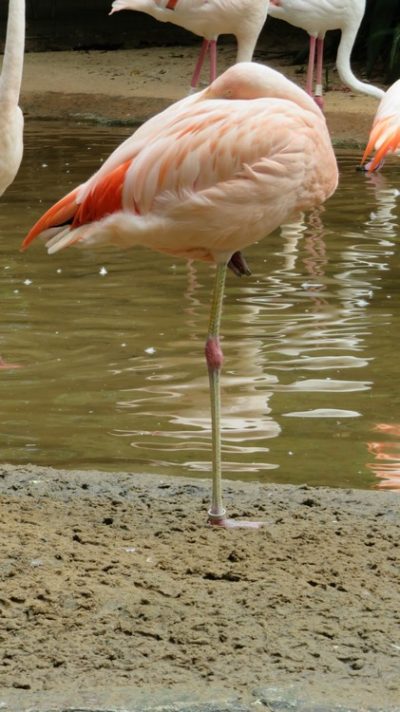 Patagonie — étape 14 : Parque das Aves