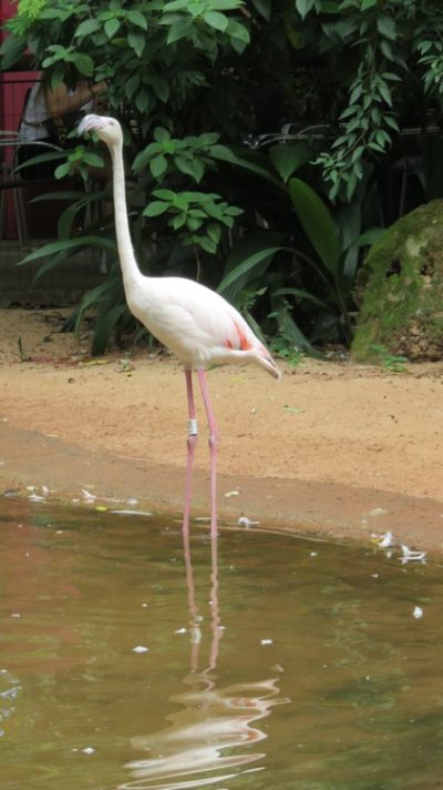 Patagonie — étape 14 : Parque das Aves