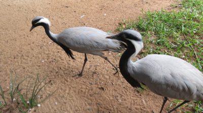 Patagonie — étape 14 : Parque das Aves