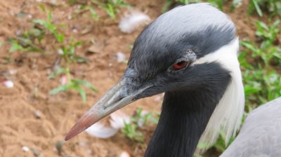 Patagonie — étape 14 : Parque das Aves