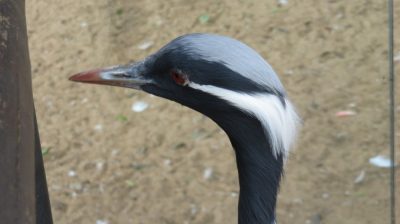 Patagonie — étape 14 : Parque das Aves