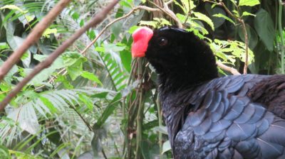 Patagonie — étape 14 : Parque das Aves