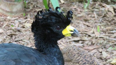 Patagonie — étape 14 : Parque das Aves