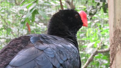 Patagonie — étape 14 : Parque das Aves