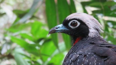 Patagonie — étape 14 : Parque das Aves