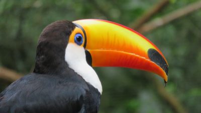 Patagonie — étape 14 : Parque das Aves