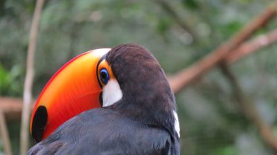 Patagonie — étape 14 : Parque das Aves
