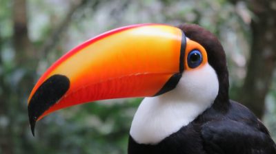 Patagonie — étape 14 : Parque das Aves
