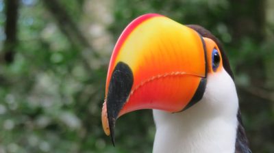 Patagonie — étape 14 : Parque das Aves