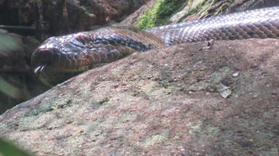 Patagonie — étape 14 : Parque das Aves