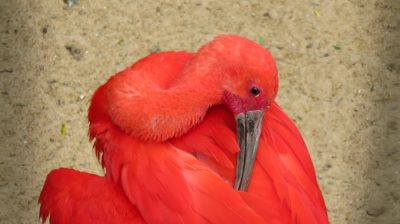 Patagonie — étape 14 : Parque das Aves