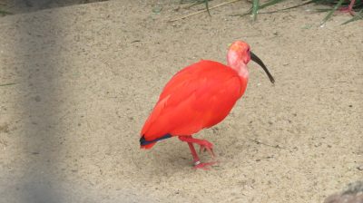 Patagonie — étape 14 : Parque das Aves
