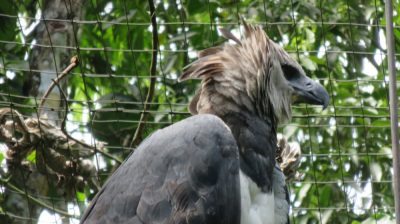 Patagonie — étape 14 : Parque das Aves